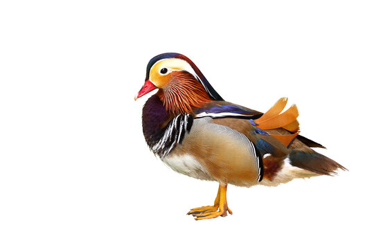 Colorful mandarin duck isolated on transparent background png file.