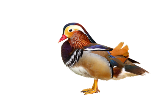 Colorful mandarin duck isolated on transparent background png file.