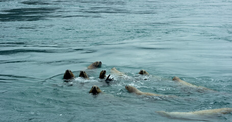 Sea lions swim around in the sea, sometimes poking their heads out of the water. The living habits...