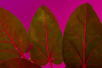 Red green leaf isolated on pink background, close up.