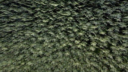 simple texture on the wall