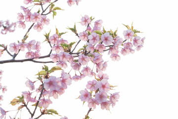 河津桜の花が一足早く満開に。もう春はそこまで。背景を処理し、花びらの透明感を撮影