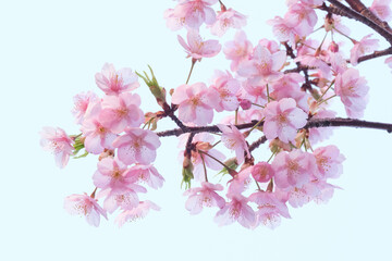 河津桜の花が一足早く満開に。もう春はそこまで。背景を処理し、花びらの透明感を撮影