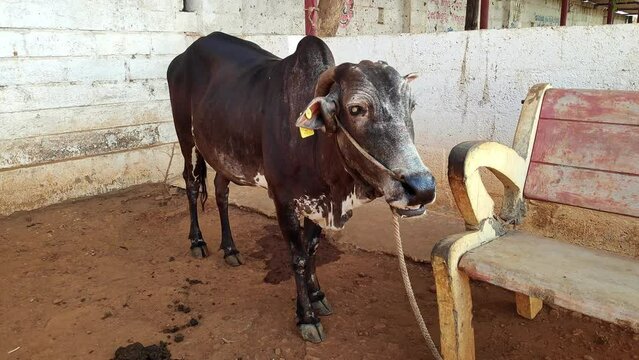 Closeup of indian cow tied up in a barn at a cow shelter or goshala