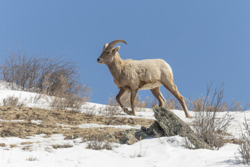 Bighorn Sheep Herd