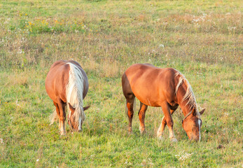 Beautiful horses grazing in the meadow.