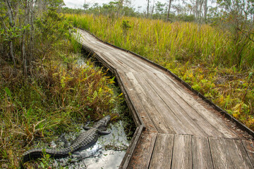 American alligator resting very close to the boardwalk trail through wild Louisiana swamp and marsh...