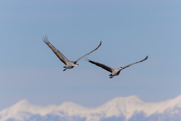 Sandhill Crane Migration
