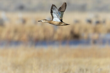 Sandhill Crane Migration