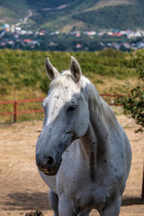 Obraz premium horse in the mountains