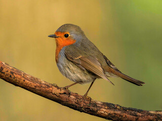  Rotkehlchen (Erithacus rubecula)