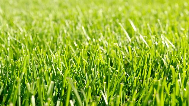 Close-up green grass, natural greenery texture of lawn garden. Blades of grass sway in the wind. Concept natural green background, lawn for training football pitch, Golf Courses, green lawn pattern.
