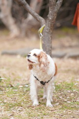 うれしそうなキャバリア