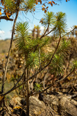 Branches of an arnica tree, a medicinal plant from the cerrado. Serra do Gandarela National Park, Ouro Preto, Minas Gerais, Brazil