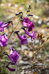 Purple savannah flowers. Serra do Gandarela National Park, Ouro Preto, Minas Gerais, Brazil