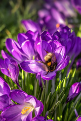 Beautiful purple crocuses in the grass, springtime outdoor theme - 579676634