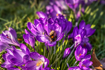 Beautiful purple crocuses in the grass, springtime outdoor theme - 579676685