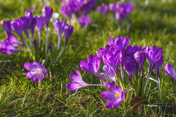 Beautiful purple crocuses in the grass, springtime outdoor theme - 579676807