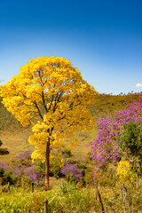 Flowering yellow ipe in a cerrado vegetation field, Serra do Gandarela National Park, Ouro Preto, Minas Gerais, Brazil