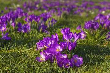 Beautiful purple crocuses in the grass, springtime outdoor theme - 579676841