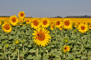 bl&uuml;hendes Sonnenblumenfeld