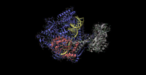 Monkeypox virus (MPXV) DNA polymerase, 3D molecule in 4K 