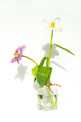 Tulpen / Frühlingsblumen
