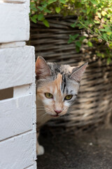 Hübsche dreifarbig Katze auf der sonnigen Terrasse