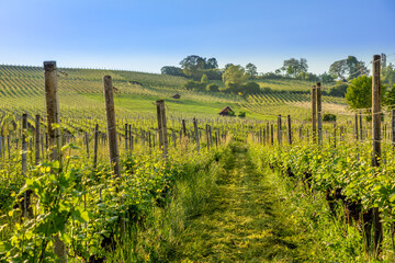The landscape between terraced vineyards of Hallau winegrowing village in Klettgau in the Swiss...