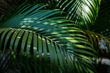 light and shadow on the tropical palm leaves, floral pattern background.