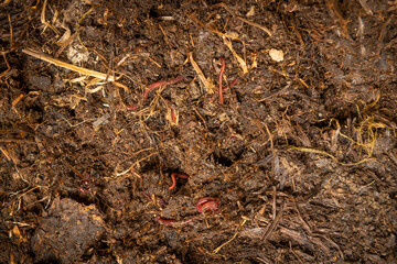 organic living compost in the detail. You can see biodegradable waste, wood soil and earthworms