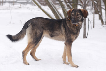  shepherd dog puppy full body photo on white snow background