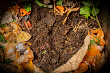 organic living compost in the detail. You can see biodegradable kitchen waste, wood ash, paper, soil and earthworms