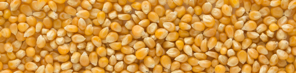 Popcorn seeds kernels. Corn seeds in full screen . panorama format