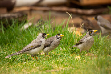 a group of Australian noisy miner birds feeding on a loaf of bread in the garden in Adelaide, South Australia