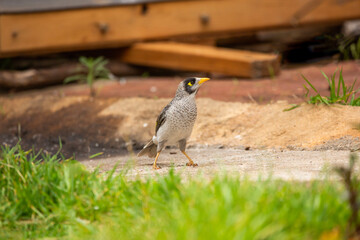 Australian native noisy miner bird feeding on a loaf of bird in the backyard