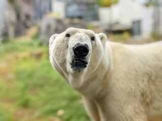 polar bear cub