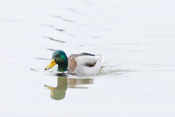 swimming male mallard duck (anas platyrhynchos) - 579682604