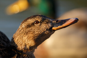 close-up portrait female mallard duck (anas platyrhynchos) - 579682608