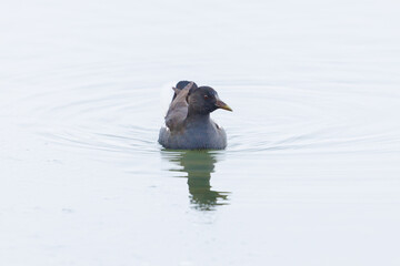 moorhen bird (gallinula chlorpus) swimming in flat water - 579682616