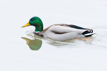side view swimming male mallard duck (anas platyrhynchos) - 579682630