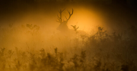 Red deer silhouette in mist at sunrise