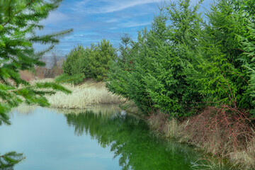 Small garden pond with young spruces evergreens on shore are reflected in water surface