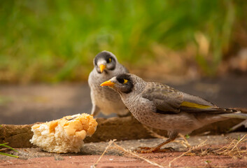 a group of Australian noisy miner birds feeding on a loaf of bread in the garden in Adelaide, South...
