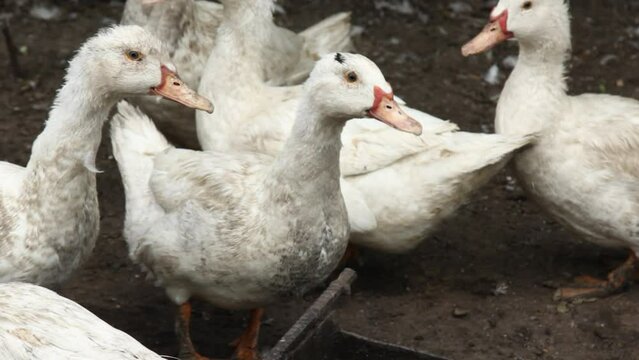 Domestic duck on a farm in the village. A lot of white ducks walk around the farm yard in the countryside. Breeding ducks for meat. Business farming concept. A group of ducks in a small dirty chicken