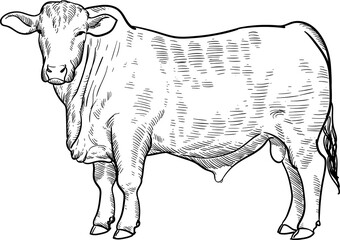 Vintage hand drawn sketch brangus brahman angus cattle (for more draw like this click Cus below) - obrazy, fototapety, plakaty