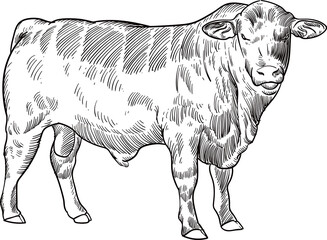 Vintage hand drawn sketch brangus brahman angus cattle (for more draw like this click Cus below)