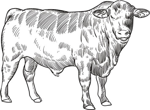 recommend clip art: Vintage hand drawn sketch brangus brahman angus cattle (for more draw like this click Cus below)
