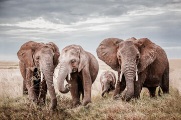 Fototapeta na wymiar Tansania Elefantenfamilie