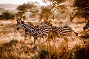 Fototapeta na wymiar Tansania Zebra